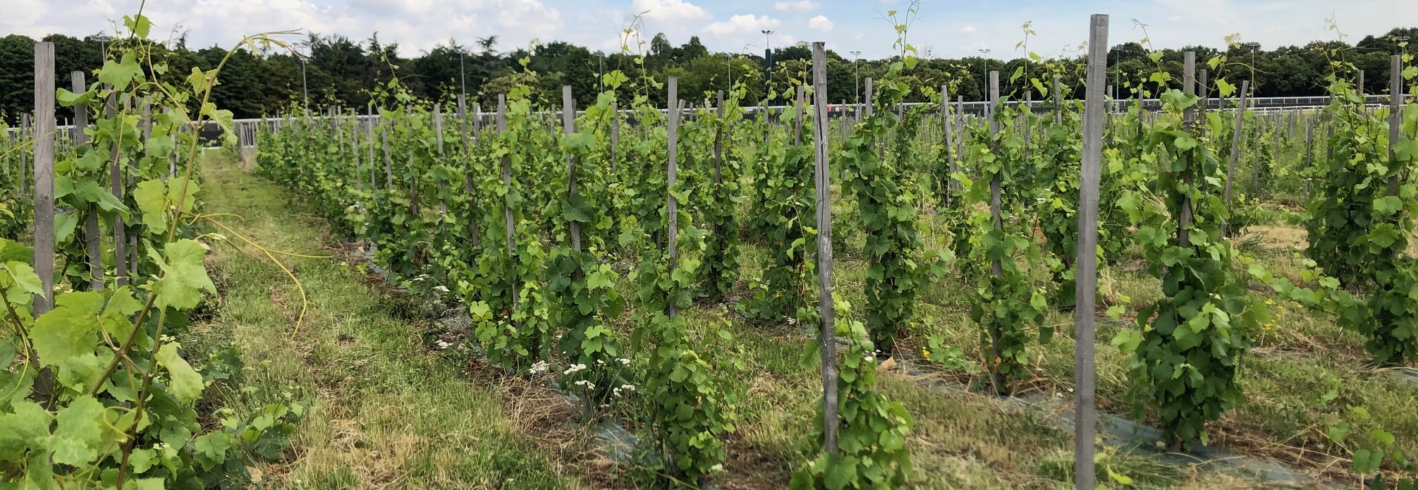 vigne pour page d'accueil.jpg