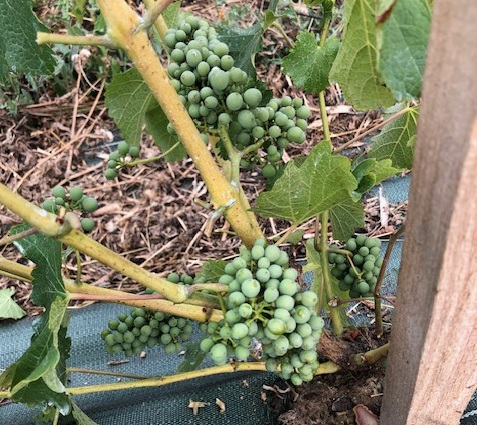 Petit raisin pour page accueil.jpg